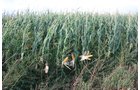 Property photo 74 - LAND AUCTION, 3255+/- Acres offered in 13 Tracts